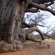 Image for article titled The Oldest Living Things in the World